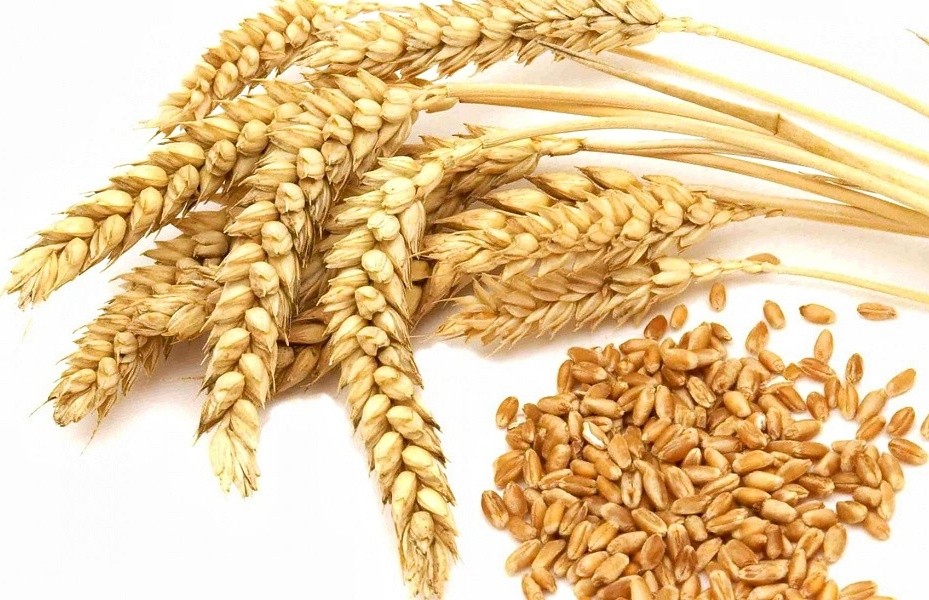 сертификат соответствия на пшеницу